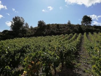vigne dans les Corbières